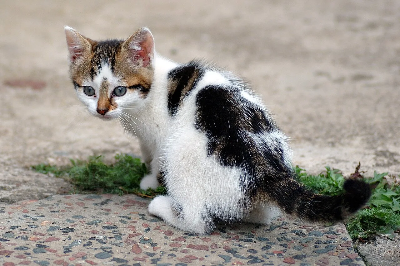 Mèo con mới về nhà cần được chăm sóc